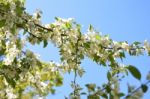 The Blooming Of Apple Trees Stock Photo