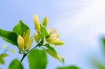 White Flowers Of Murraya Paniculata Stock Photo