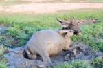 Buffalo Played Mud In Thailand Stock Photo