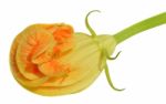 Yellow Courgette Blossoms Stock Photo