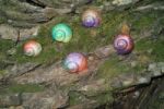 Painted In Snail Shell Stock Photo