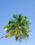 Palm Tree Stock Photo