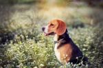 Beagle Dog In The Wild Flowers  Field Stock Photo