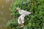 Double Geese Beside Of Water Lake Stock Photo