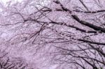 Cherry Blossom With Soft Focus, Sakura Season In Korea,background Stock Photo