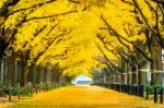 Row Of Yellow Ginkgo Tree In Autumn. Autumn Park In Tokyo, Japan Stock Photo