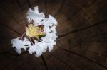 White  Tabebuia Rosea Blossom On Wood Background Stock Photo