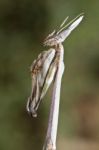 Empusa Pennata Stock Photo