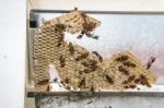 Wasp Nest With Wasps Sitting On It. Wasps Polist Stock Photo