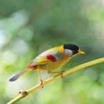 Silver-eared Mesia Stock Photo