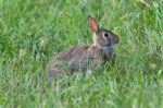 Picture With A Cute Rabbit Sitting In The Grass Stock Photo