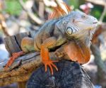 Iguana Stock Photo