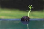 Young Othalanga Sprout Seed Float On Pond Stock Photo