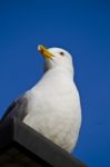 Seagull On A Building Stock Photo