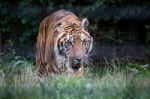 Siberian Tiger (panthera Tigris Altaica) Stock Photo