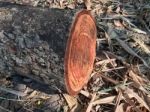 Timber And Leaves On A Nature Background. Texture Background Stock Photo