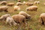 Lambs Grazing In A Green Field Stock Photo