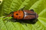 Red Palm Weevil Stock Photo