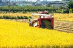 Combine Harvester In A Rice Field During Harvest Time Stock Photo