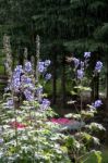 Hummingbird Feeding On Delphinium Stock Photo