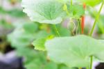 Yong Melon Seeding Damage By Insect Stock Photo