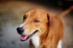 Portrait Of A Cute Brown Dog Stock Photo