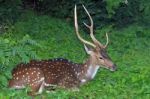 Spotted Deer Stock Photo