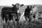 Country Cows Stock Photo