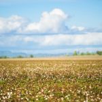 Cotton Field In Oakey, Queensland Stock Photo