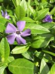 Lavender Periwinkle Stock Photo