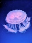 Glowing Jellyfish Under Dark Water Stock Photo