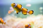 Cartoon Fish Near Sea Anemone Stock Photo