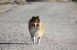 Walking Sheltie Stock Photo