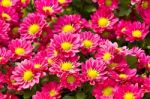 Pink Daisy Flowers Stock Photo