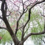 Peach Trees Blossoming Stock Photo