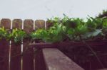 Ivy Gourd Climbing On A Trellis Stock Photo