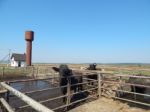 Buffalo Farm, Buffaloes Grazing In Open-air Cages  Stock Photo