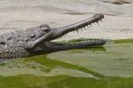 False Gharial Stock Photo