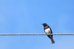 Bird On Wire Stock Photo