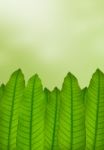 Green Leaves Background  Stock Photo