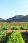 Lactuca Sativa (lettuce) Farm Near Mountain Stock Photo