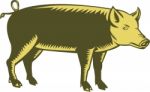 Tamworth Pig Side Woodcut Stock Photo