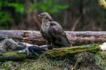 Common Buzzard (buteo Buteo) In A Forest Stock Photo