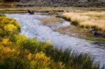 Common Bulrush (typha Latifolia) Along The Yellowstone River Stock Photo