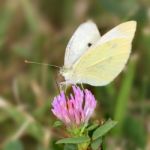 Butterfly On Flower Stock Photo