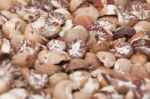 Betel Nut Or Areca But Background, Selective Focus Stock Photo