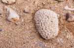 Dead Coral Flower Shape, At Kalim Bay, Phuket, Thailand Stock Photo