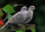 Doves Stock Photo