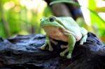 Green Tree Frog Stock Photo