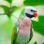 Male Red-breasted Parakeet Stock Photo